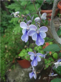 9cc19719-chlerodendron ugandese.jpg